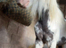 Rhubarb the piebald cob colt