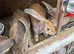 Continental Giant Rabbits For Sale - To Loving Homes