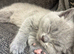 British blue shorthair girls ready 21/6/26