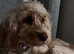 Female cockapoo