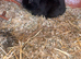 Male&Female Netherland Dwarf