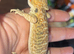 Bearded dragon babies last 3