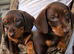 Miniature dachshund puppy’s READY NOW!