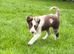 Border collie puppies