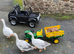 Friendly Home-Reared Geese &ndash; Used to Children