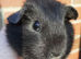 Baby boy guinea pigs available