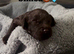 COCKAPOO PUPPIES LOOKING FOR A FOREVER HOME