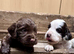 Cocker spaniel puppies