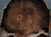 2 Lunkarya Sows