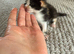 Kittens ready to leave 22nd September