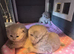 Stunning British Shorthair Kittens – Lilac & Blue (Grey) Girls