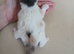 Ragdoll male and one baby kitten
