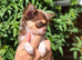 Amazing Longcoat Apple head Chihuahua puppies