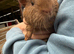 Male guinea pigs looking for their forever homes