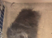 Adult female pomeranian
