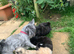 Adorable Lhasa Apso Boy puppies for sale