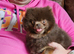 XS pomeranian for stud only