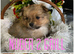 2  grill beautiful pomerian for sell