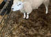 Tup/Ram for sale