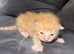 2 week old kittens looking for their home!!!