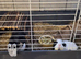 2 female guinea pigs and the complete set up for them