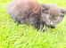 Siberian mother with big paws