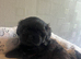 Shih tzu puppies. 8 weeks old