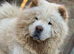 Last female and male Merle puppy ready to leave