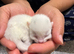 3 Beautiful Khao Manee-Type Kittens Looking for Loving Homes