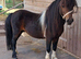 7yo registered shetland stallion