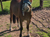 Lovely Welsh C Gelding