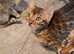 Brown bengal boys