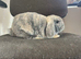 11 week old mini lop - BOY