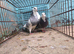 Pair of pigeons for sale