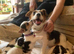 Pretty tri colour puppies