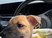 Jack Russel boy puppy!!!