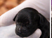 Kc registered toy poodles
