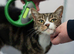 &pound;10 microchipping for all cats and dogs