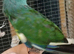 halfsider kakariki finger tame