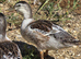 Miniature Silver Appleyard growers