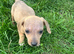 Jack Russell cross dachshund
