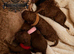 5-star licensed ESPONJOSO Exclusive Half Asian Toy Poodles DWKC registered