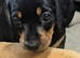 Dachshund