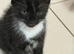 ️ 4 kittens for sale ️