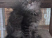 Maine coon male and female - active kittens