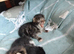 Beautiful male kittens
