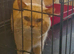 Beautiful British Shorthair Male cat