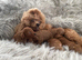 ️ EXCEPTIONAL DEEP RED TOY POODLE PUPPIES &ndash; KC REGISTERED ️