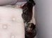 Half ragdoll kittens for sale *reduced*