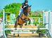 Katie 9 yrs Stunning TB x Cleveland Bay mare